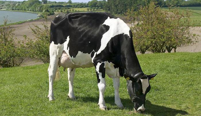 Race Holstein de vaches: caractéristique. Bovins laitiers