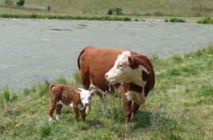 Race Hereford de vaches caractéristique 