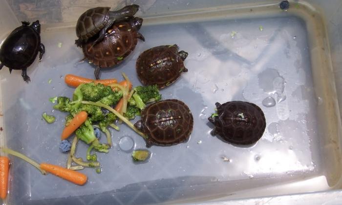 Qu'est-ce que la tortue mange: Caractéristiques de l'alimentation