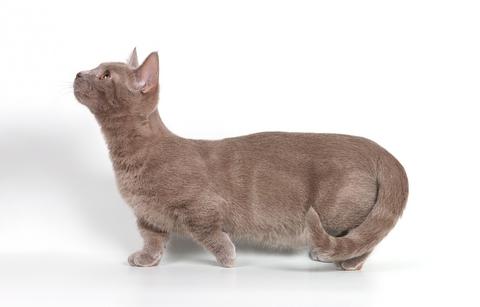 Munchkin - un chat joyeux avec de courtes pattes