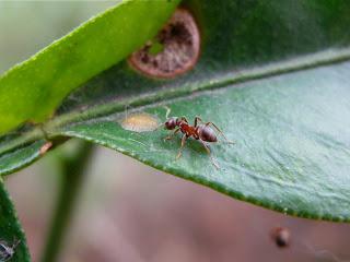 Le combat avec les fourmis dans le jardin, ou comment se débarrasser des invités non invités