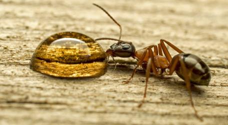 Comment se débarrasser des fourmis dans le jardin. Bon conseil