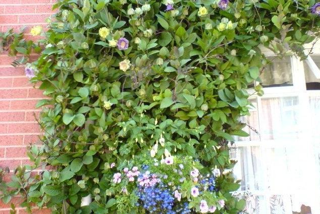 Cultivant kobei - chic, magnifiquement floraison creeper