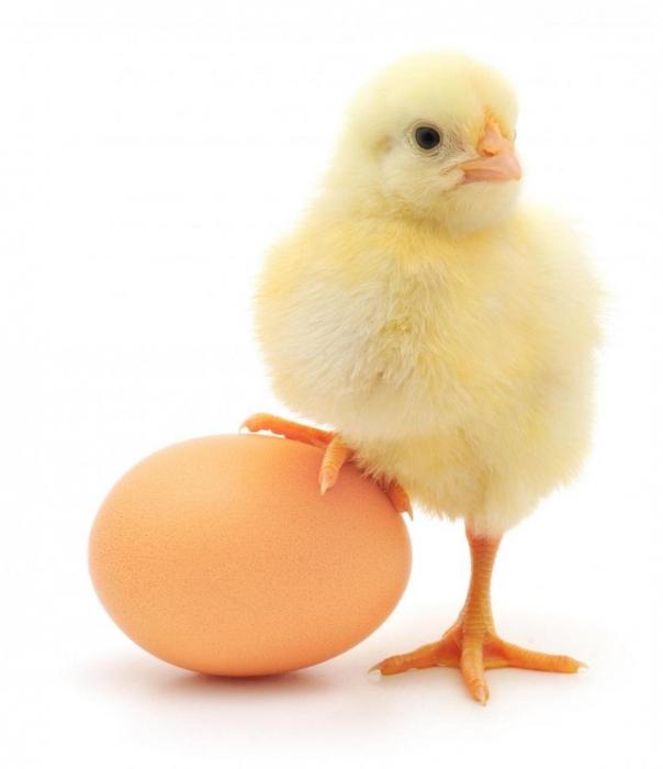 Interprétation des rêves: Quel est le rêve d'un œuf de poule?