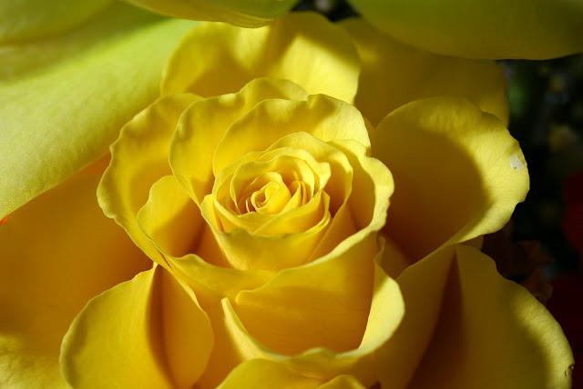Une idée fausse commune: les roses jaunes - un symbole de tristesse?