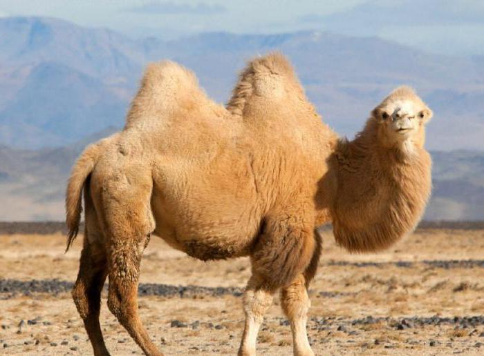 doudoune femme en laine de chameau critiques