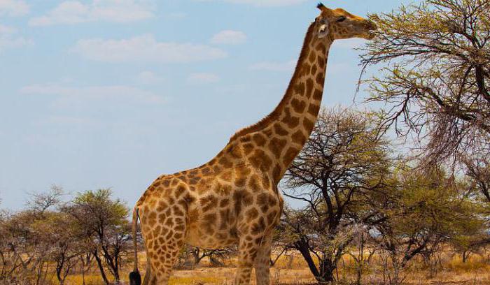 Faits intéressants sur les girafes pour enfants et adultes