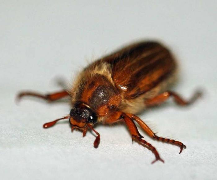 Peut bug: que mange cet insecte?