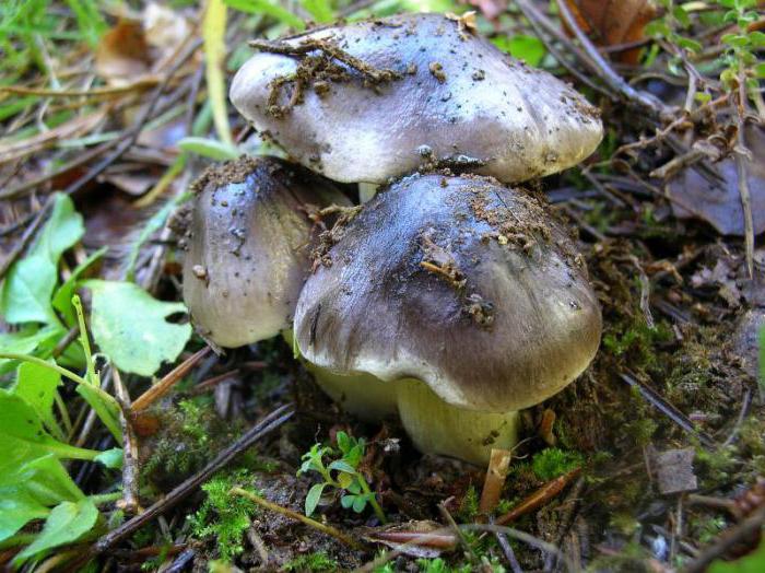 La série de Gray: une photo et une description de la façon de distinguer un champignon comestible d'un poison
