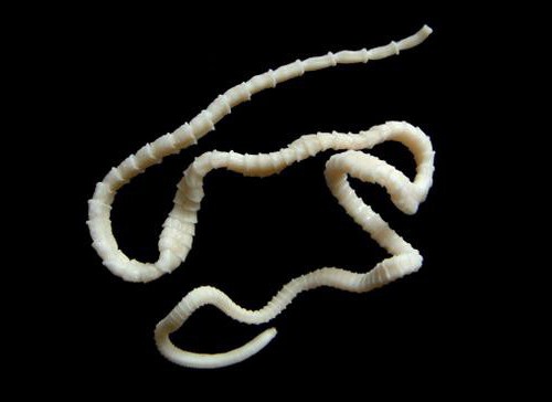 Flatworms: caractéristiques générales et structure